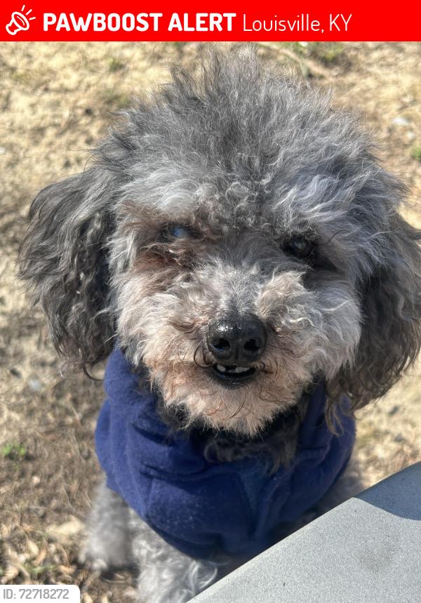 Lost Female Dog last seen Kroger 520 bank street , Louisville, KY 40212
