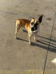 Found/Stray Male Dog last seen Hefner Comprehensive Treatment on Hefner Rd.& Western Ave, Oklahoma City, OK 73114