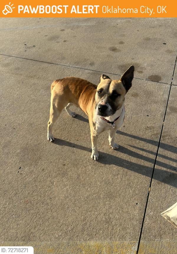 Found/Stray Male Dog last seen Hefner Comprehensive Treatment on Hefner Rd.& Western Ave, Oklahoma City, OK 73114