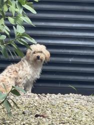 Found/Stray Female Dog last seen Biscayne blvd and 72nd ST, Miami, FL 33138
