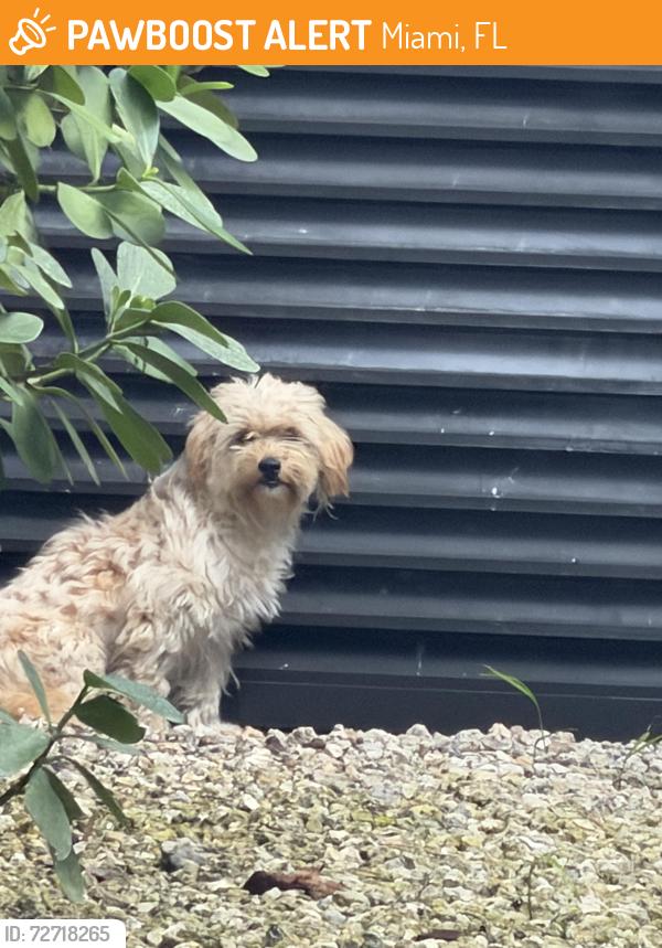 Found/Stray Female Dog last seen Biscayne blvd and 72nd ST, Miami, FL 33138