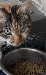Found/Stray Female Cat last seen 25th and Cumberland , Philadelphia, PA 19121