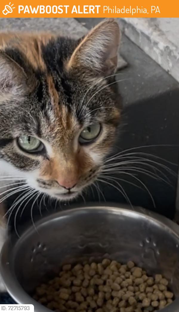 Found/Stray Female Cat last seen 25th and Cumberland , Philadelphia, PA 19121