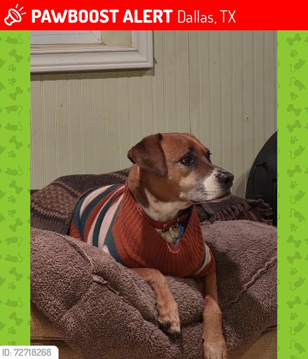 Lost Female Dog last seen beltline, Dallas, TX 75248