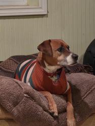 Lost Female Dog last seen beltline, Dallas, TX 75248