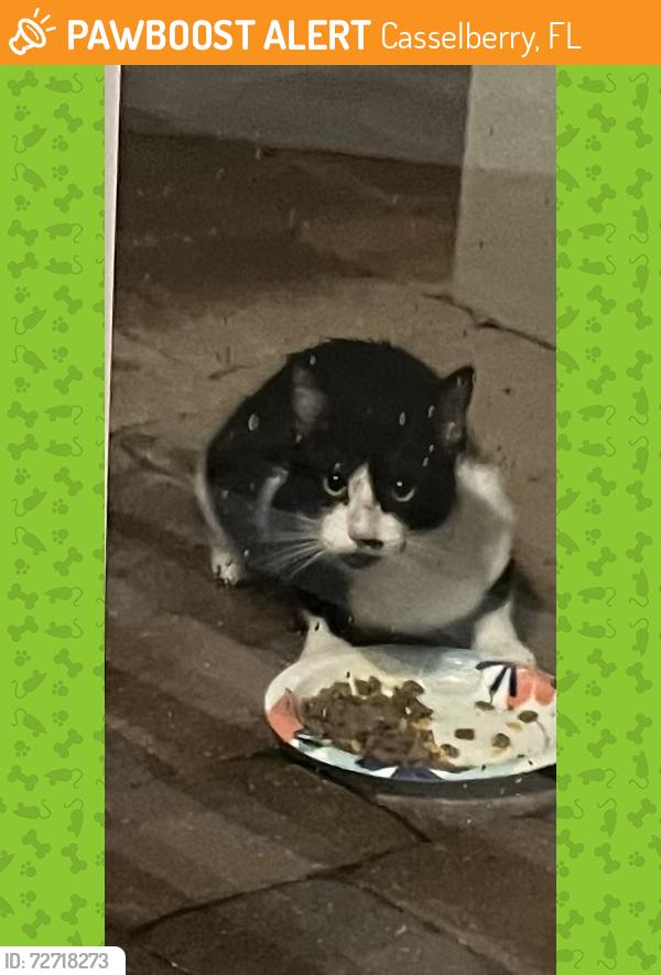 Found/Stray Unknown Cat last seen Eagle Circle , Casselberry, FL 32707