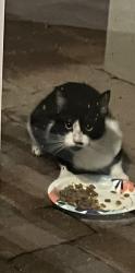 Found/Stray Unknown Cat last seen Eagle Circle , Casselberry, FL 32707