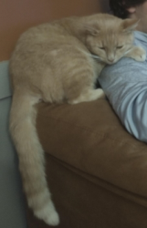 Lost Male Cat last seen Near N and SR 267, Brownsburg, IN 46112