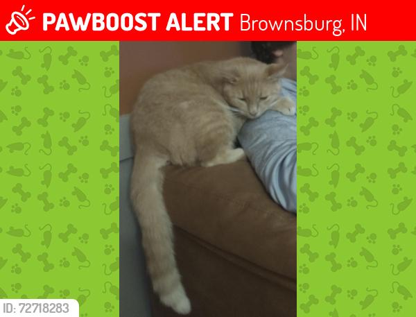 Lost Male Cat last seen Near N and SR 267, Brownsburg, IN 46112