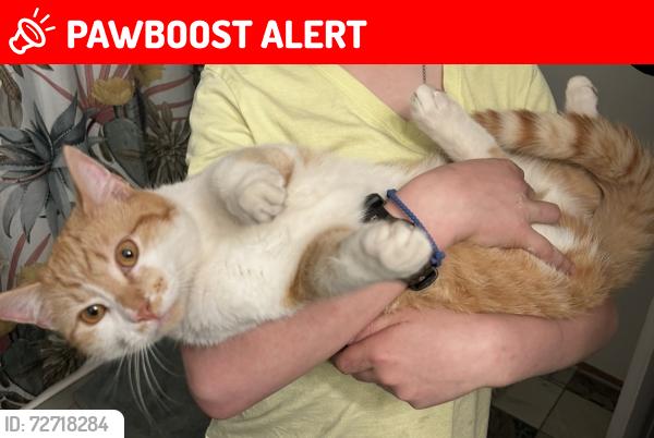 Lost Male Cat last seen highland dr, whispering pines, Whispering Pines, NC 28327