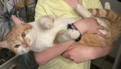 Lost Male Cat last seen highland dr, whispering pines, Whispering Pines, NC 28327