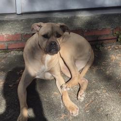 Found/Stray Male Dog last seen Hardscrabble and farrow, Columbia, SC 29223