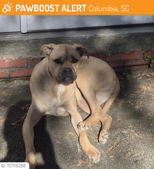 Found/Stray Male Dog last seen Hardscrabble and farrow, Columbia, SC 29223