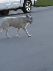 Found/Stray Male Dog last seen Community closest to Indio blvd and clinton, Indio, CA 92201