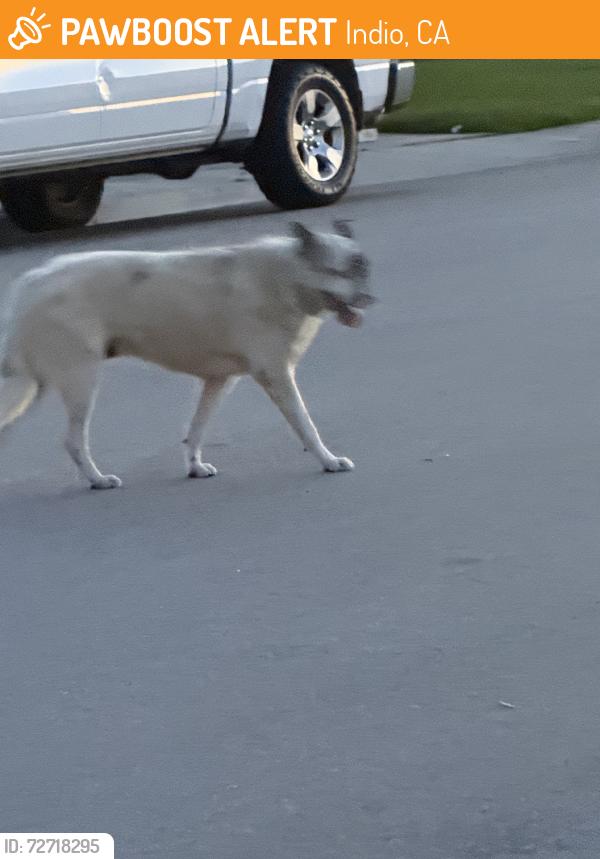 Found/Stray Male Dog last seen Community closest to Indio blvd and clinton, Indio, CA 92201