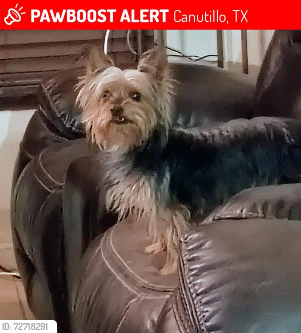 Lost Female Dog last seen Bosque and La Nell, Canutillo, TX 79835