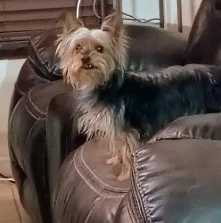 Lost Female Dog last seen Bosque and La Nell, Canutillo, TX 79835