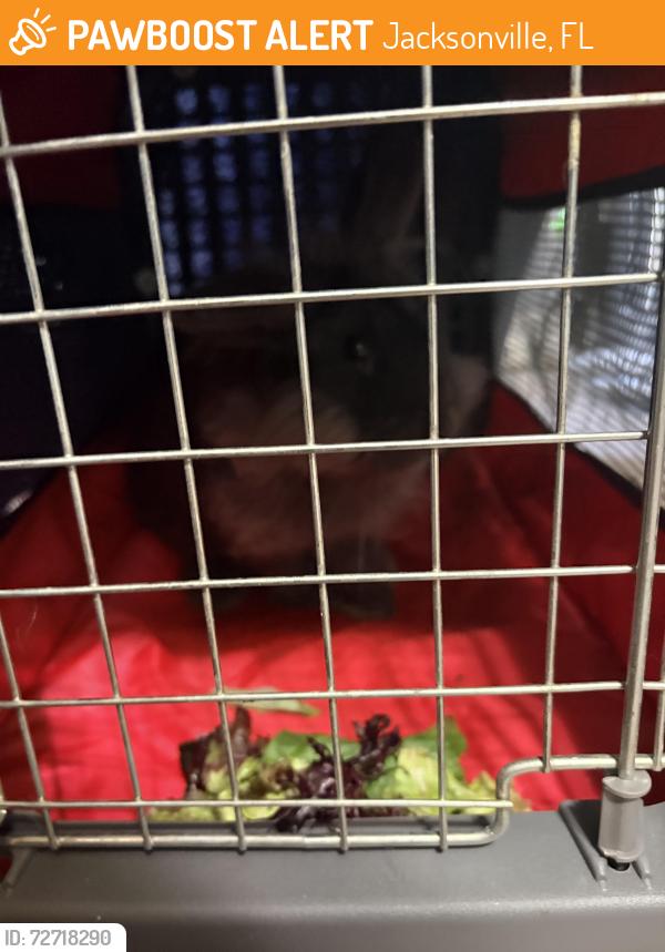 Found/Stray Unknown Rabbit last seen Ortega Village, Jacksonville, FL 32244