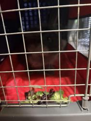 Found/Stray Unknown Rabbit last seen Ortega Village, Jacksonville, FL 32244