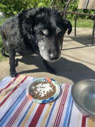 Found/Stray Male Dog last seen Blessing branch park Euless , Euless, TX 76039
