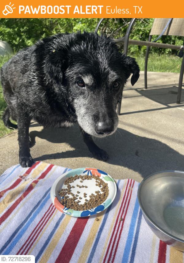 Found/Stray Male Dog last seen Blessing branch park Euless , Euless, TX 76039