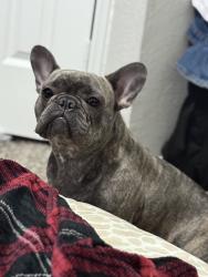 Lost Female Dog last seen glen garden drive and mitc boulevard, Fort Worth, TX 76119