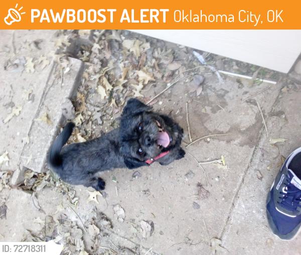 Found/Stray Male Dog last seen Sw 53rd Walker and Western , Oklahoma City, OK 73109