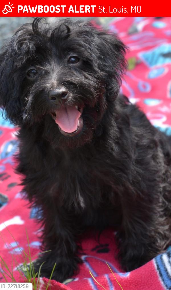 Lost Male Dog last seen Soldiers Memorial area Downtown St. Louis, St. Louis, MO 63103