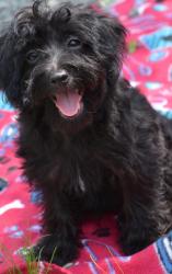 Lost Male Dog last seen Soldiers Memorial area Downtown St. Louis, St. Louis, MO 63103