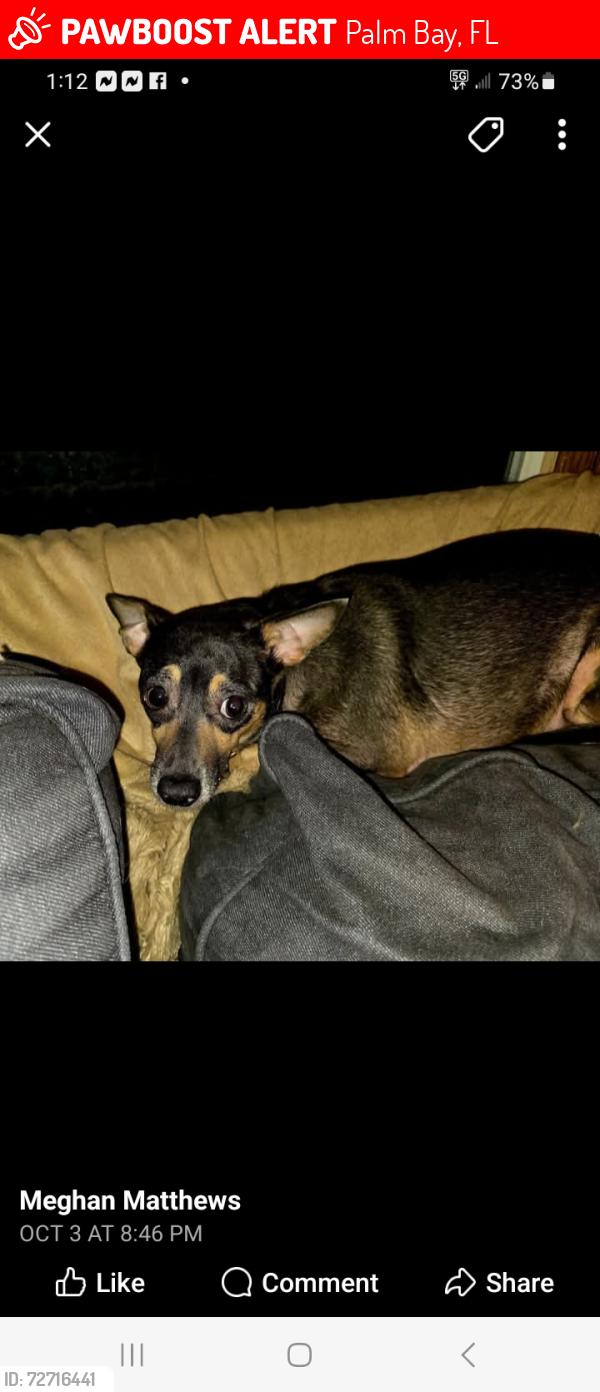 Lost Female Dog last seen Holiday Park, Palm Bay , Palm Bay, FL 32907