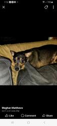 Lost Female Dog last seen Holiday Park, Palm Bay , Palm Bay, FL 32907