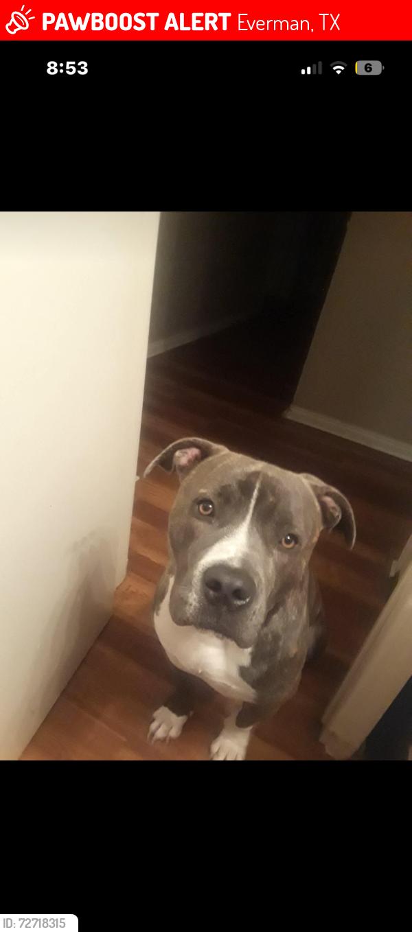 Lost Male Dog last seen Sycamore school road , Everman, TX 76140