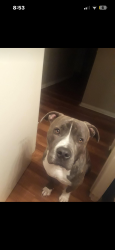 Lost Male Dog last seen Sycamore school road , Everman, TX 76140