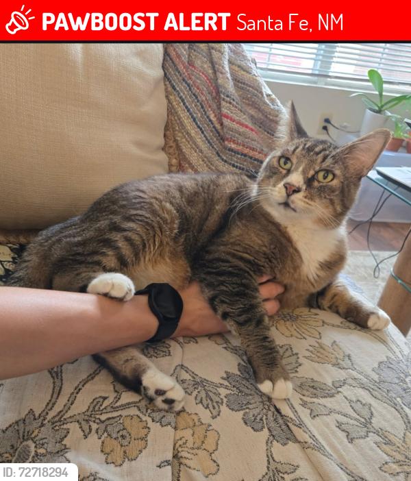 Lost Male Cat last seen Talavera apmts / Airport and Meadows, Santa Fe, NM 87507