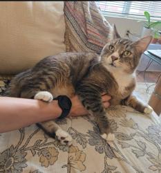 Lost Male Cat last seen Talavera apmts / Airport and Meadows, Santa Fe, NM 87507