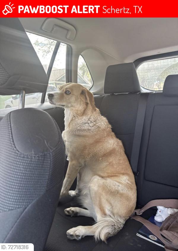 Lost Female Dog last seen Near and Live Oak, Schertz, TX 78154