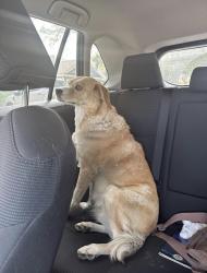 Lost Female Dog last seen Near and Live Oak, Schertz, TX 78154