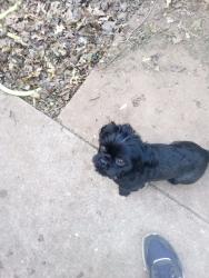 Found/Stray Male Dog last seen Sw 53rd and walker and western, Oklahoma City, OK 73109