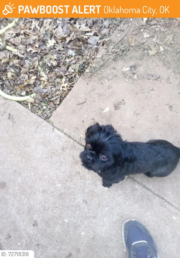 Found/Stray Male Dog last seen Sw 53rd and walker and western, Oklahoma City, OK 73109