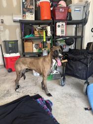 Found/Stray Female Dog last seen Church Rd , Morrisville, NC 27560
