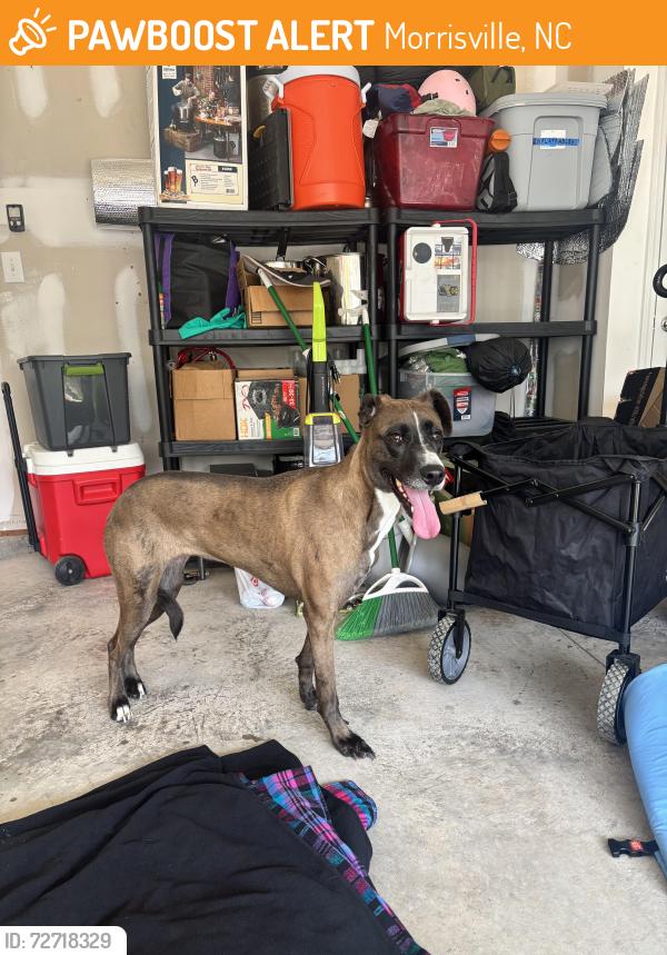 Found/Stray Female Dog last seen Church Rd , Morrisville, NC 27560