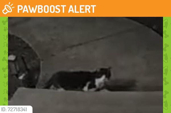 Found/Stray Unknown Cat last seen Gates Court Broadview Heights Oh, Broadview Heights, OH 44147