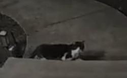 Found/Stray Unknown Cat last seen Gates Court Broadview Heights Oh, Broadview Heights, OH 44147