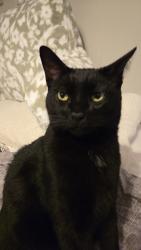Lost Male Cat last seen 200th and 16th, Langley Township, BC V2Z 1K2