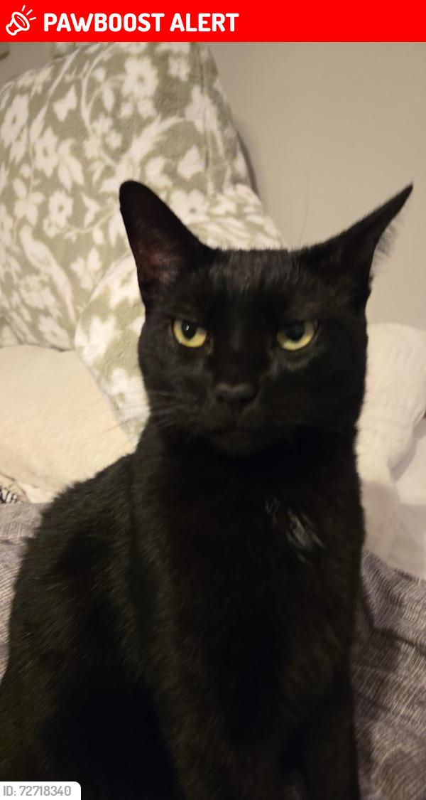 Lost Male Cat last seen 200th and 16th, Langley Township, BC V2Z 1K2