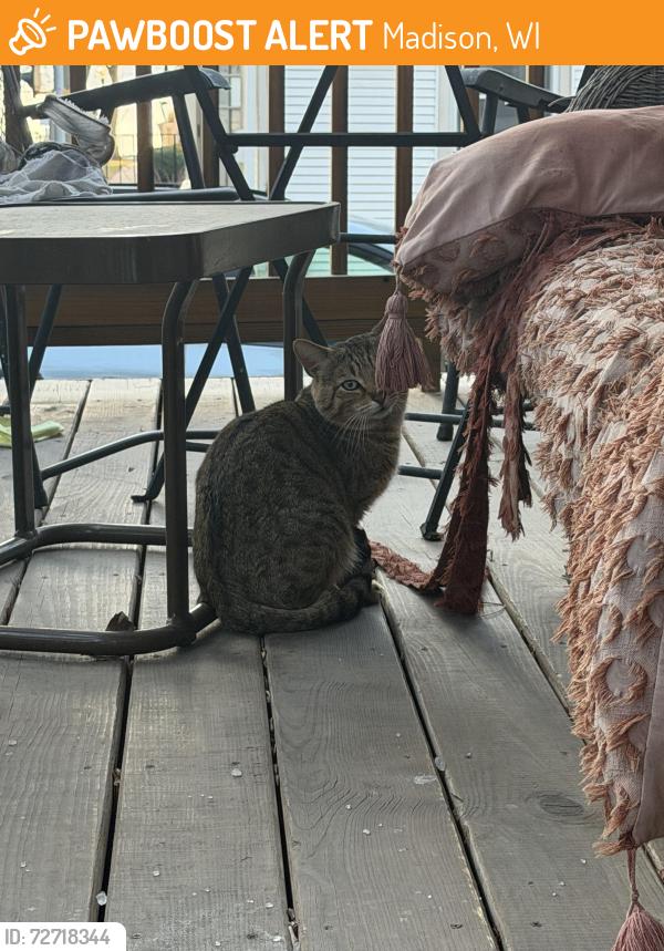 Found/Stray Unknown Cat last seen Henry and Wilson St downtown , Madison, WI 53703