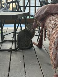 Found/Stray Unknown Cat last seen Henry and Wilson St downtown , Madison, WI 53703