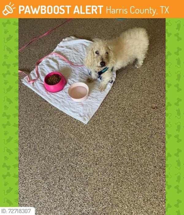 Found/Stray Male Dog last seen Bridgestone Park, Harris County, TX 77388