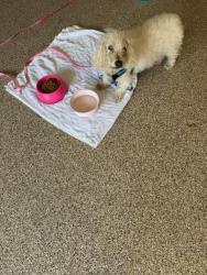Found/Stray Male Dog last seen Bridgestone Park, Harris County, TX 77388