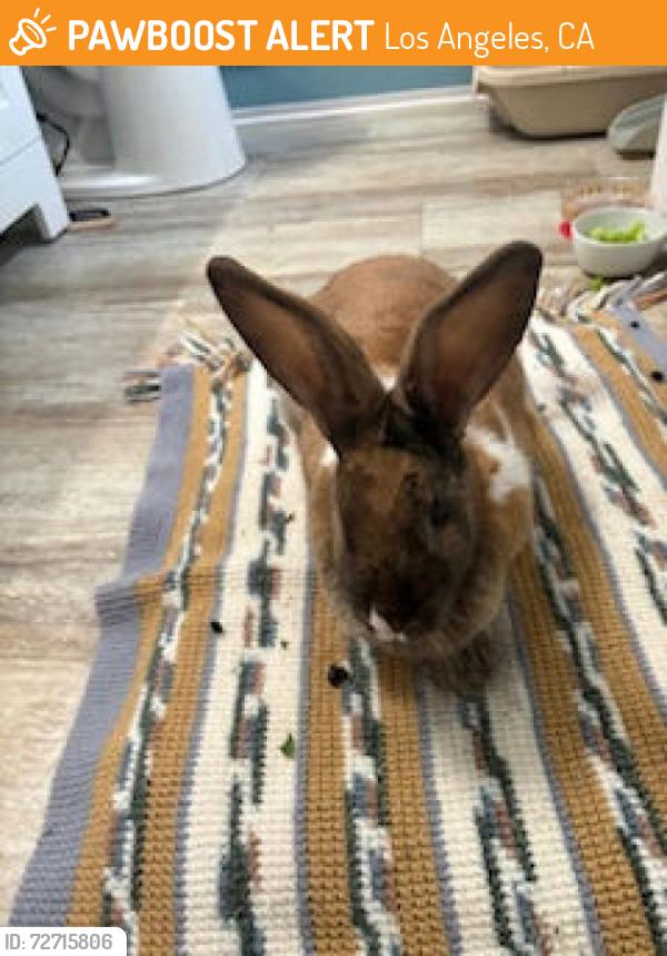 Found/Stray  Rabbit last seen South Lincoln Heights, Los Angeles, CA 90031
